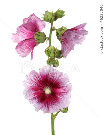 Alcea rosea, isolated pink hollyhock 46223046