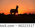 Wild Horse at Sunset 46223317