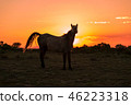 Wild Horse at Sunset 46223318
