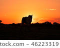 Wild Horse at Sunset 46223319
