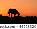 Wild Horse at Sunset 46223320