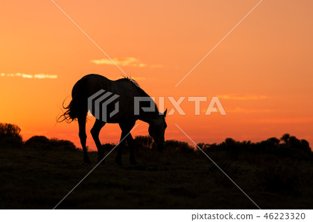 Wild Horse at Sunset 46223320