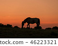 Wild Horse at Sunset 46223321