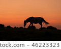 Wild Horse at Sunset 46223323