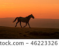 Wild Horse at Sunset 46223326