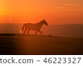 Wild Horse at Sunset 46223327