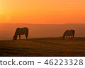 Wild Horse at Sunset 46223328