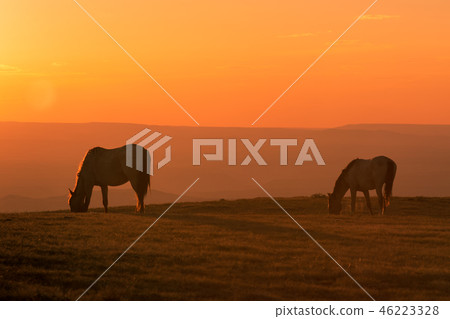 Wild Horse at Sunset 46223328