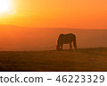 Wild Horse at Sunset 46223329