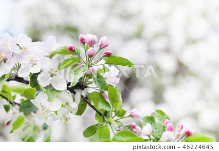 Apple Blossom Spring Time Sunny Day Garden Stock Photo