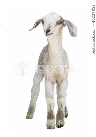 lamb on white background, farm, animal lamb on white background, farm, animal 46224852