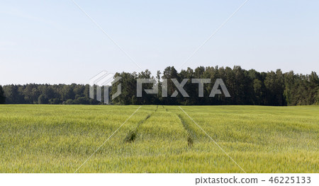 Rye field 46225133