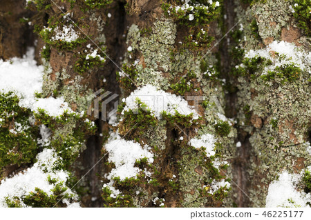 Winter time of the year, close-up Winter time of the year, close-up 46225177