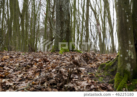 Maple forest in autumn Maple forest in autumn 46225180