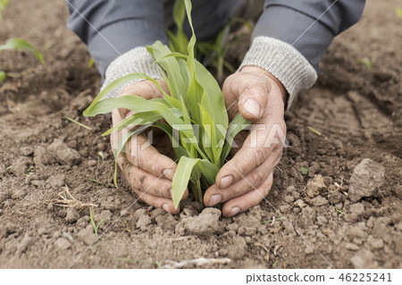 plant corn corn corn germ corn grow on the fie plant corn corn corn germ corn grow on the fie 46225241