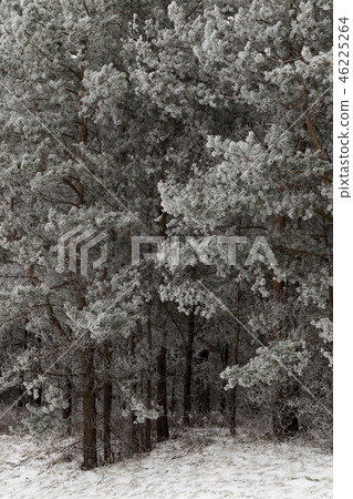 Frost on needles of pine Frost on needles of pine 46225264