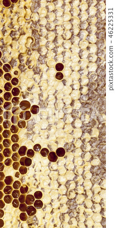 Honeycombs honey 46225331