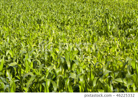 field spring 46225332