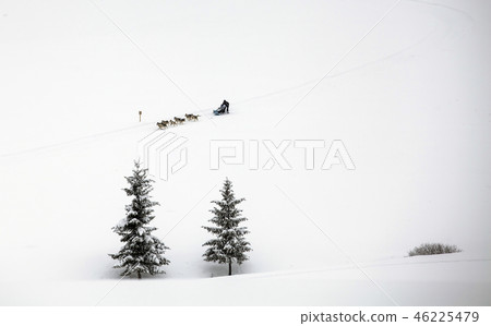 Husky-race Husky-race 46225479