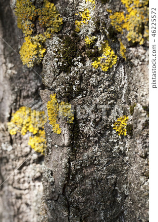 Moss lichen bark 46225572
