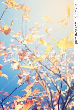 Colorful leaves on tree with cloudy blue sky  46225754