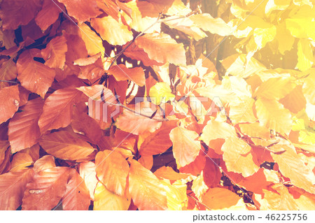 Red and Orange Autumn Leaves Background 46225756