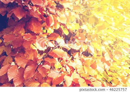 Red and Orange Autumn Leaves Background  46225757