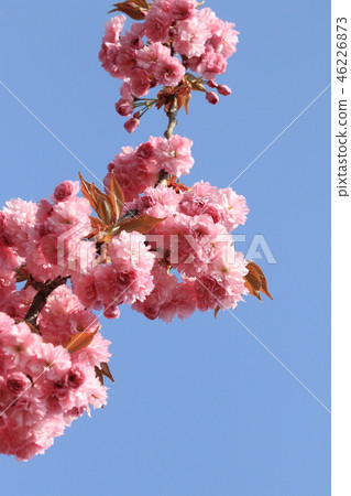 櫻桃樹 櫻桃樹 46226873