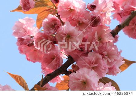 櫻桃樹 46226874