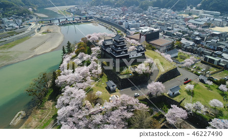 Oiso市Oiso城堡，染料Shiroyama櫻桃顏色櫻花鳥瞰圖 46227490