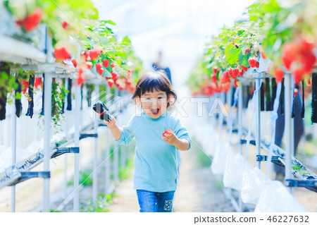 Picking strawberries with a child 46227632