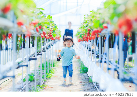 Picking strawberries with a child 46227635