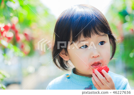 Picking strawberries with a child 46227636