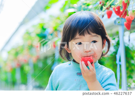 Picking strawberries with a child 46227637