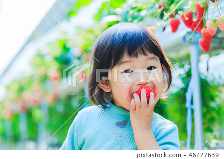 採摘與孩子的草莓 46227639