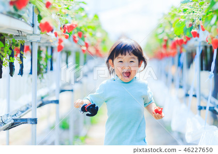 Picking strawberries with a child 46227650