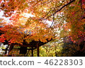 Katsura Temple in autumn 46228303