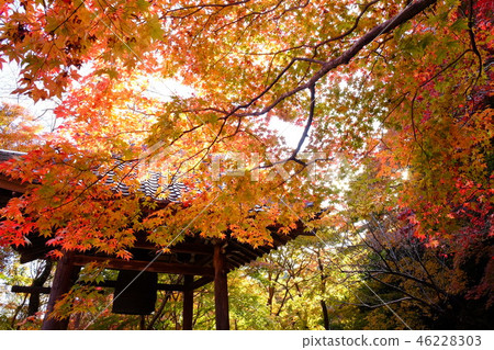 Katsura Temple in autumn Katsura Temple in autumn 46228303