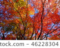 Katsura Temple in autumn 46228304