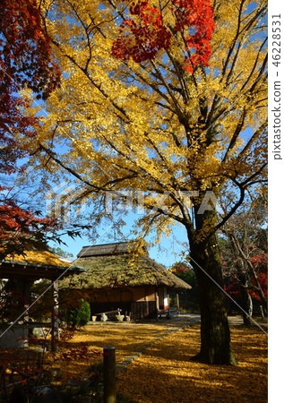 Kosei Ito and Ginkgo tree, well of hot water on the left 46228531