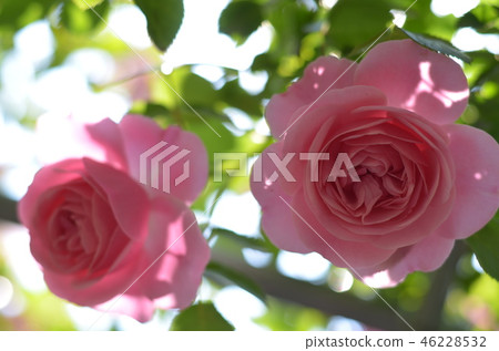Pink rose (Kanmuriyama Park in Hikari City, Yamaguchi Prefecture) 46228532