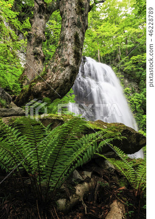Summer Onogawa Fudo Waterfall (Fukushima Prefecture) Summer Onogawa Fudo Waterfall (Fukushima Prefecture) 46228789
