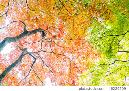 Autumn leaves leaves Autumn leaves leaves 46229209