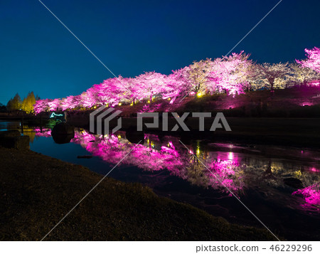 Hitakamigawa Shimizu綠色空間的櫻花照亮 46229296