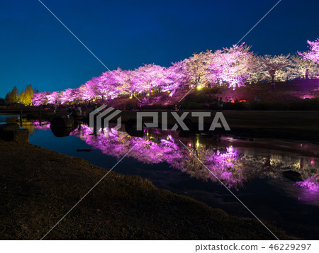 Cherry blossom light up of Hitakamigawa Shimizu green space 46229297