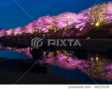 Cherry blossom light up of Hitakamigawa Shimizu green space Cherry blossom light up of Hitakamigawa Shimizu green space 46229298