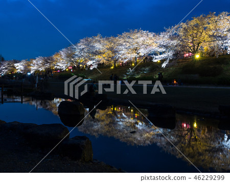 Hitakamigawa Shimizu綠色空間的櫻花照亮 46229299