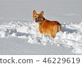 Corgi who wants to run 46229619