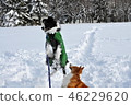 Border and corgi 46229620