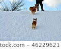 Snow mountain climb dog 46229621